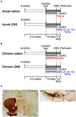 Behavioral effects of zonisamide on L-DOPA-induced dyskinesia in Parkinson's disease model mice